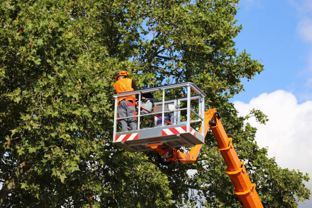 Best Tree Trimming and Pruning  in Slatington, PA